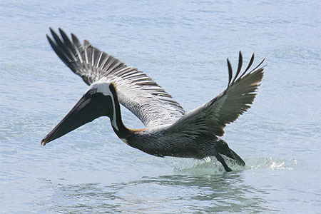 Pélican Pélican