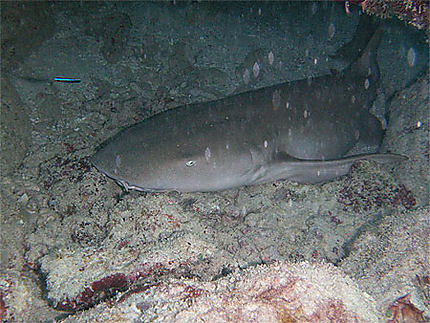 Requin Nourrice