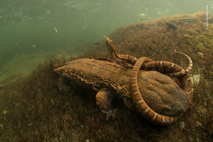Duel entre entre une salamandre-alligator et une couleuvre d’eau, Tellico River, Tennessee, USA