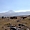 Chevaux sauvages devant le volcan Sincholagua