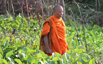 Moine Bouddhiste parmi les jacinthes d'eau