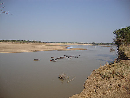 Les hippopotames et la rivière Luangwa