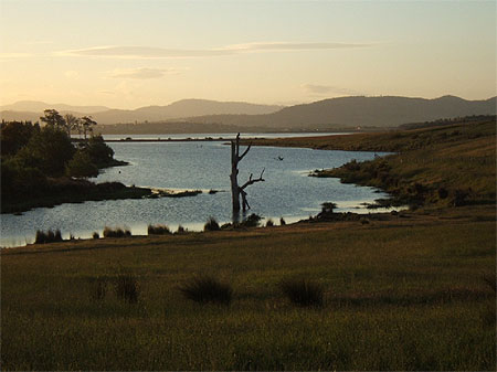 Bush tasmanien Bush tasmanien