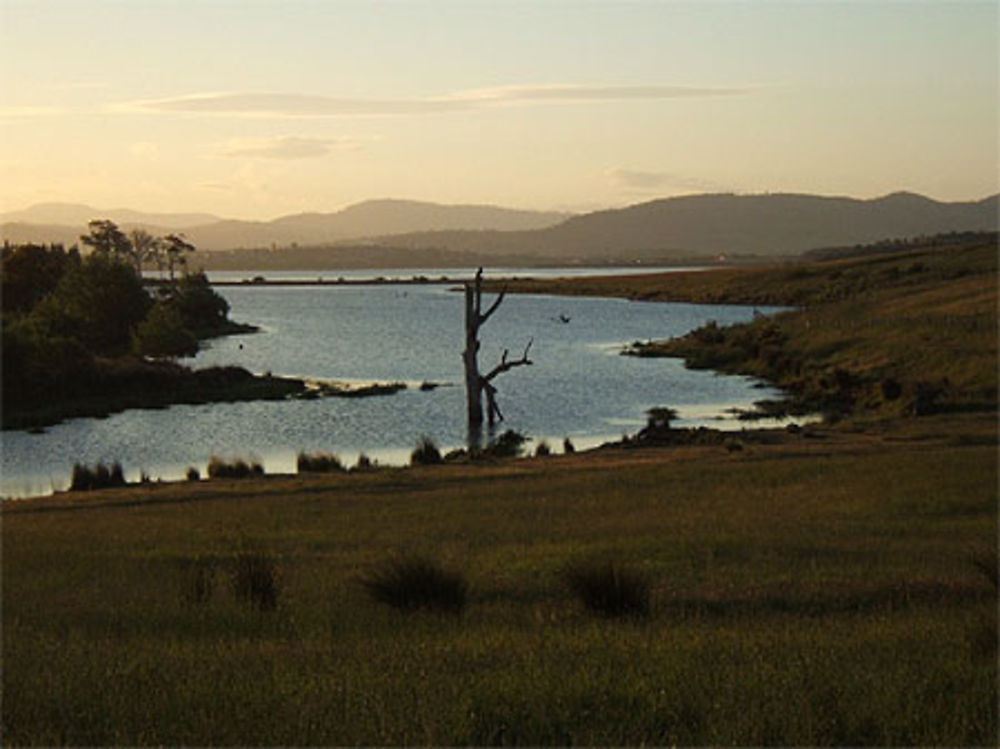 Bush tasmanien