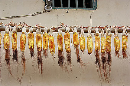 Séchage du maïs