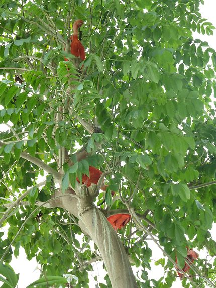 Ibis dans les arbres, Gênes