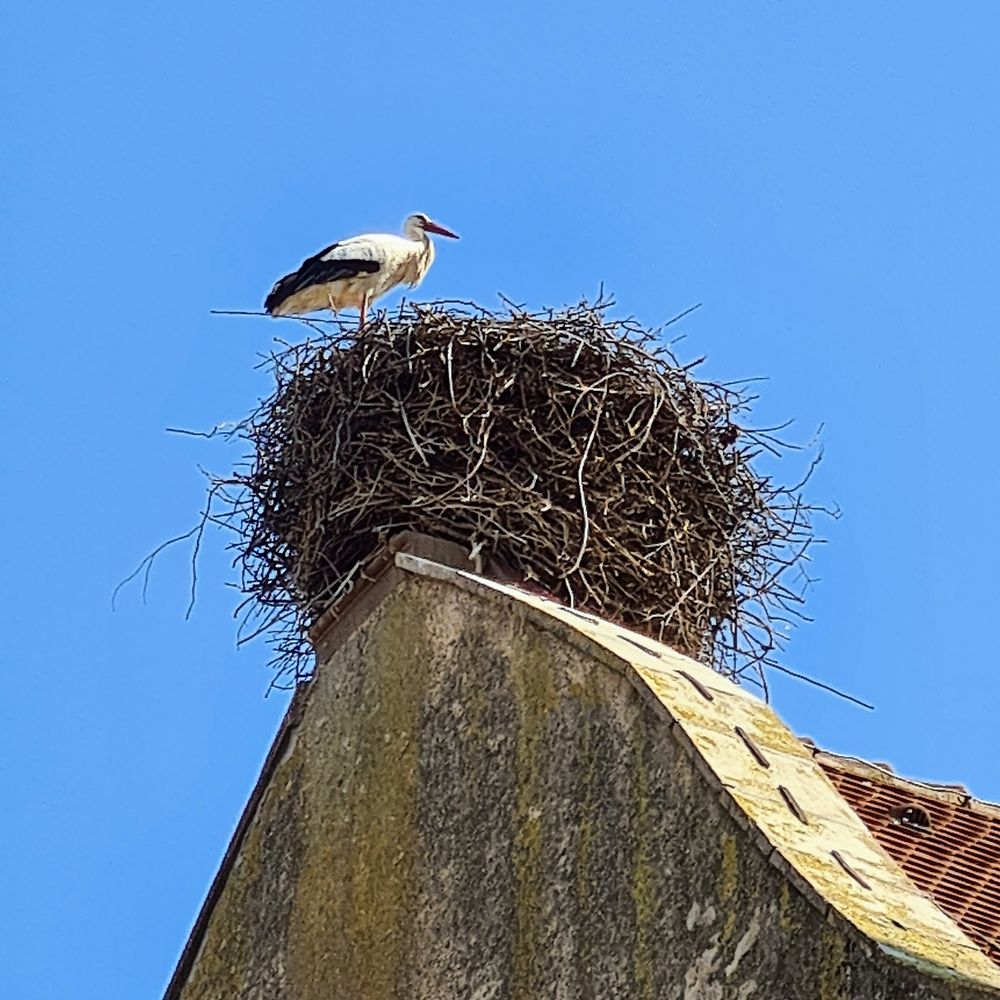 La Cigogne emblème Issenheim