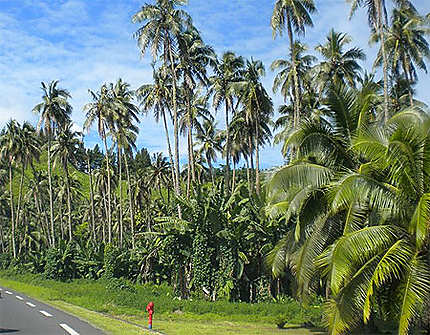 Forêt de cocotiers