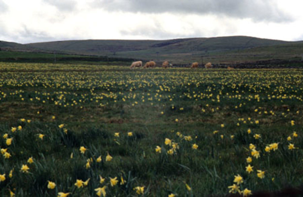 Aubrac jonquilles