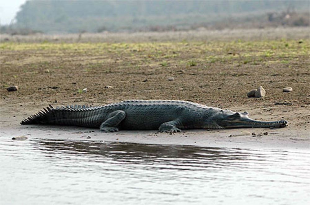 Ghadiyal à Rapti River à Chitawon