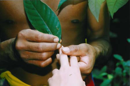 Dans la forêt amazonienne chez les Quechuas Dans la forêt amazonienne chez les Quechuas