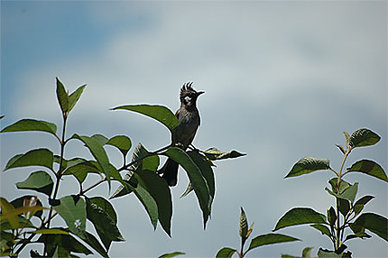 Bulbul noir - Hypsipetes leucocephalus