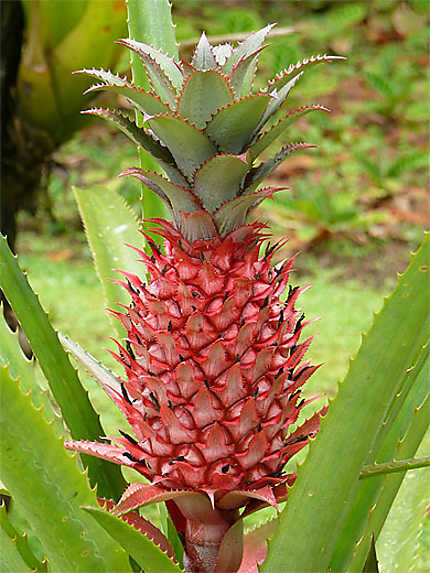 Ananas rouge