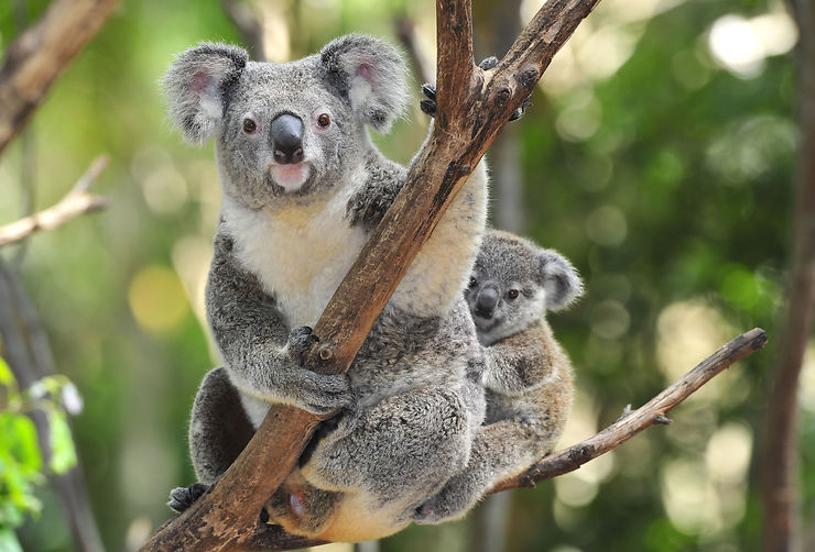 Koalas - Australie