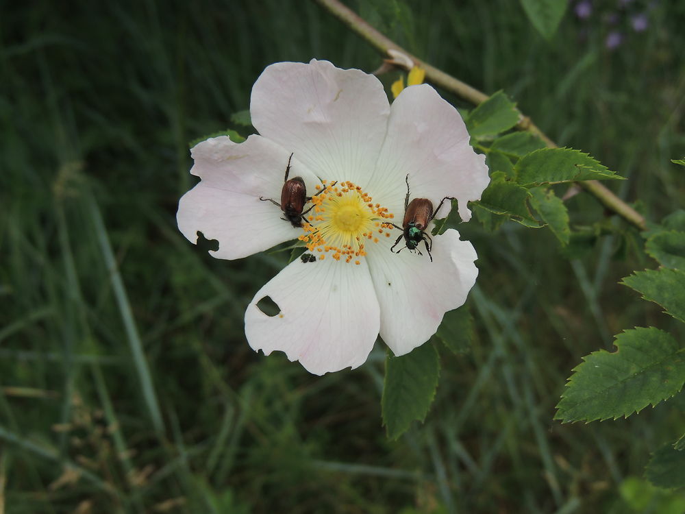 Merveille de la nature