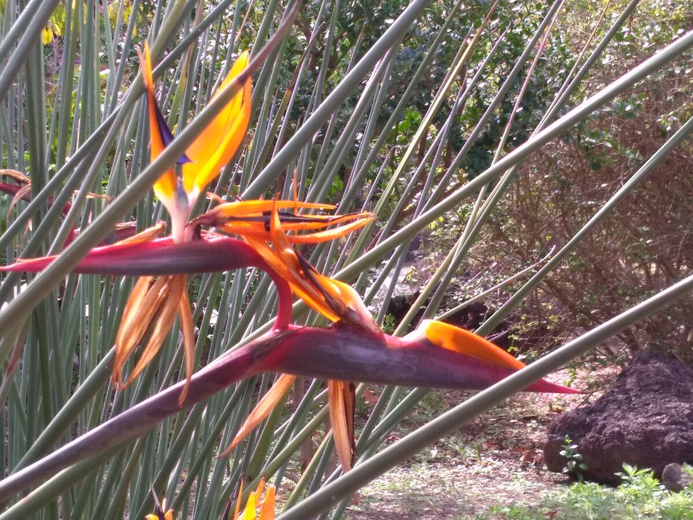 Oiseau du paradis au jardin botanique des Canaries