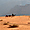 Dromadaires dans le calme du Wadi Rum