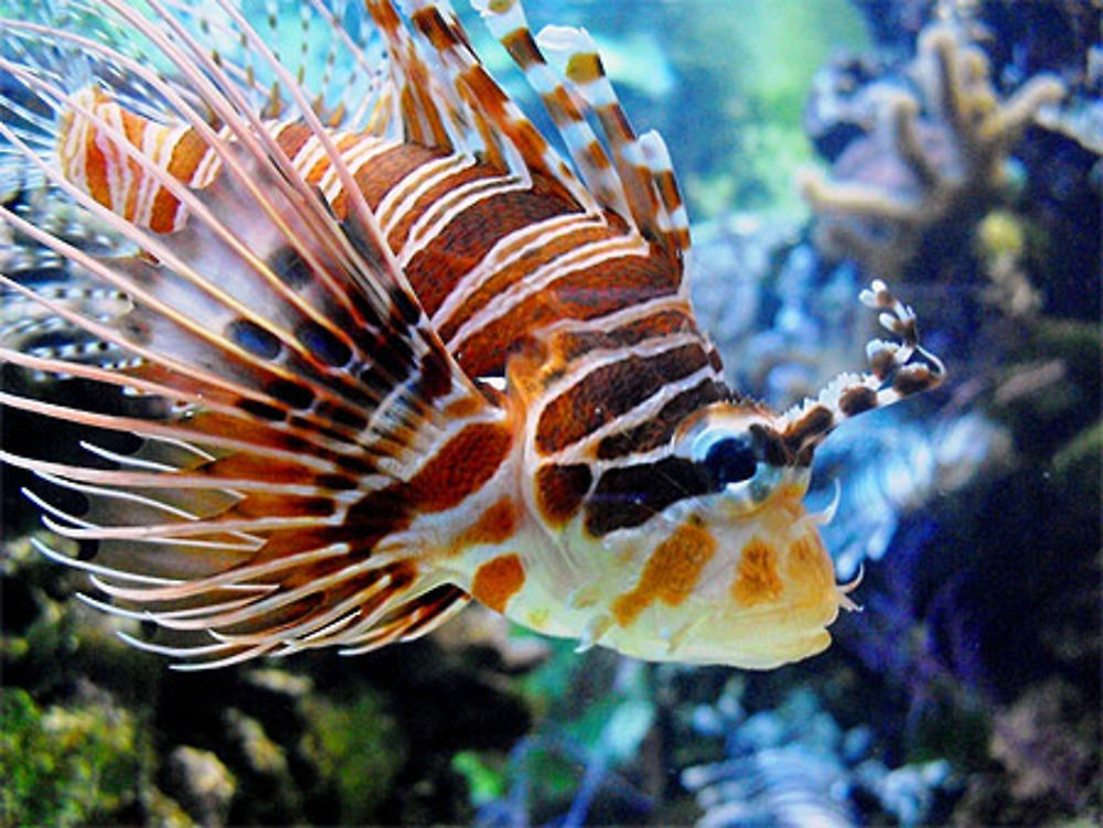 Aquarium tropical du palais de la Porte Dorée