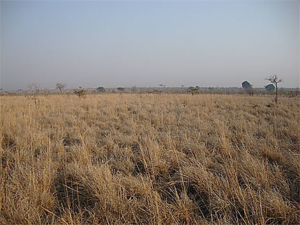 La savane zambienne