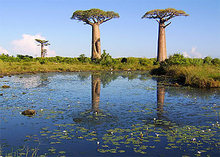 Reflets de baobabs