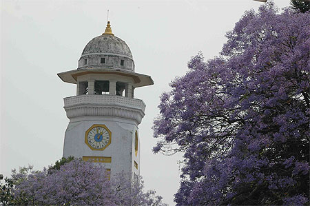 Fleur Jaccaranda et Clock Tower Fleur Jaccaranda et Clock Tower