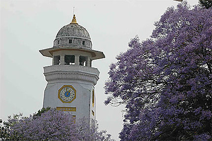 Fleur Jaccaranda et Clock Tower