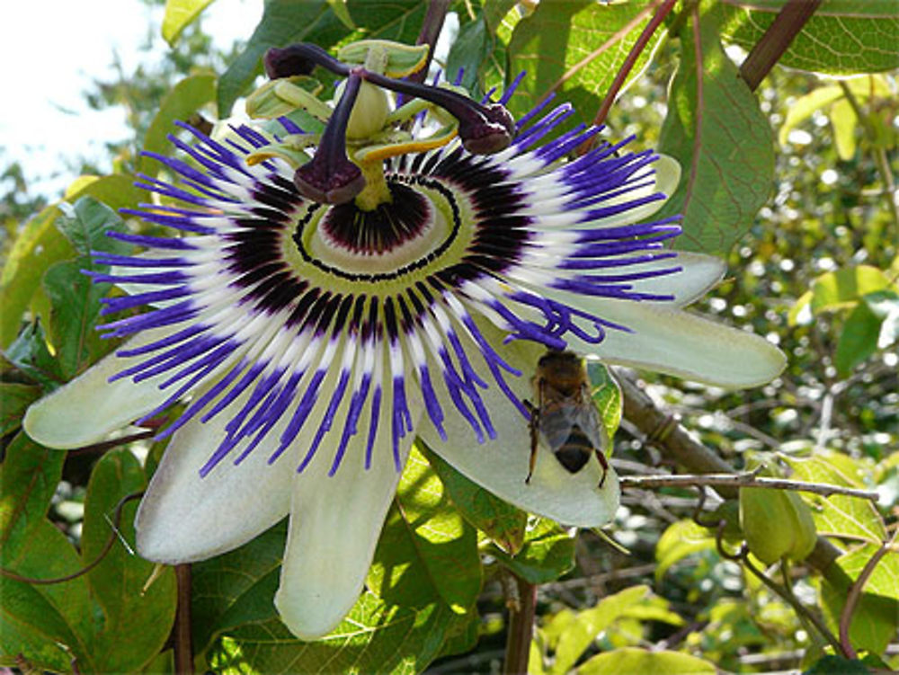 Fleur de la passion