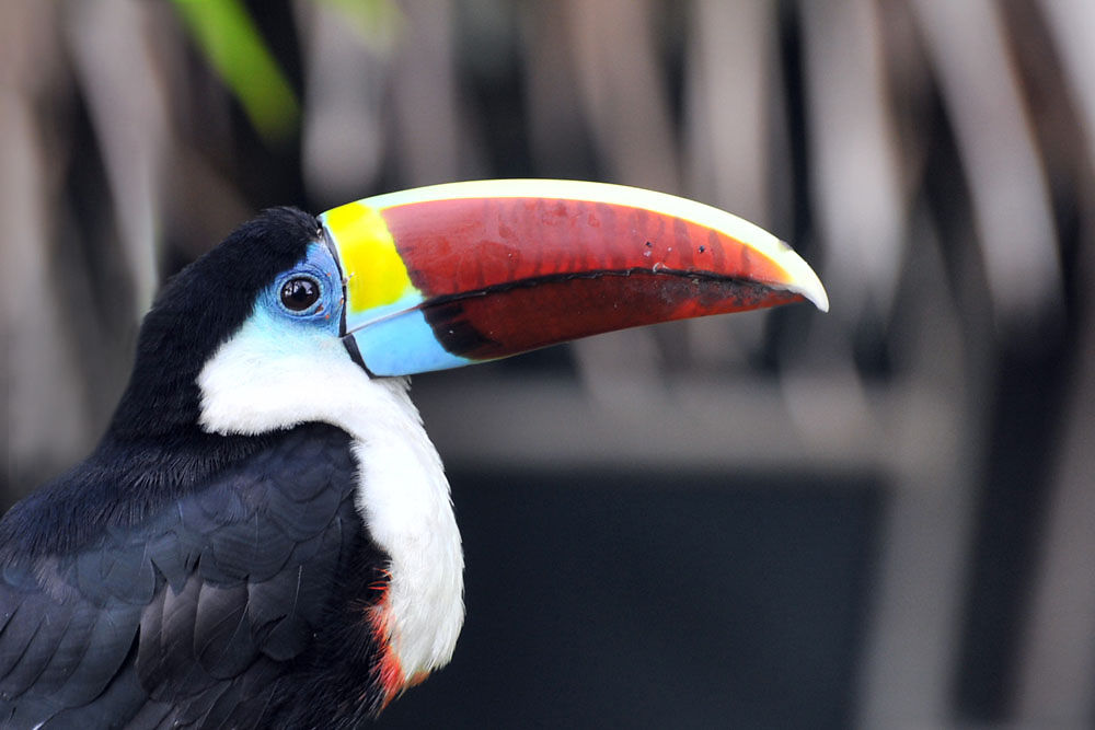 Toucan