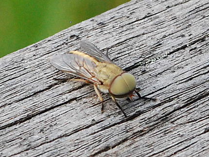 Insecte dans la Corkscrew Swamp Sanctuary