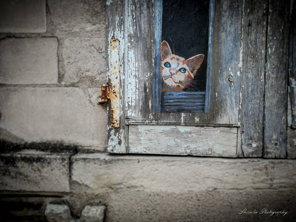 Les chats Les chats