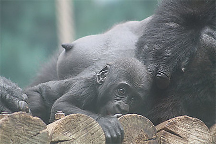 Bébé Gorille