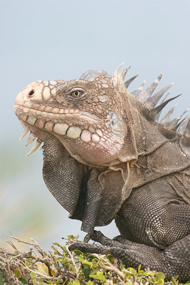 Iguane