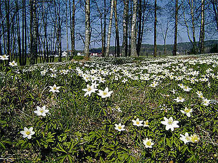 Le printemps est arrivé, Ostfold