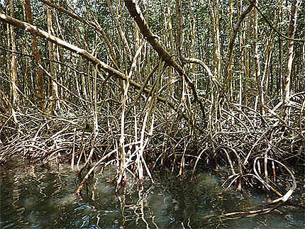 Mangrove moustique