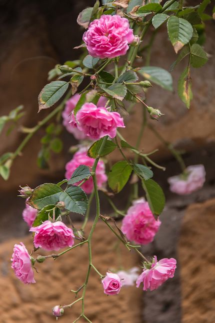 Alger - Casbah - Quelques roses roses
