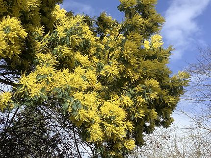 Le mimosa embaume 