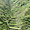 Rizières en terrasses de Batad (Banaue)