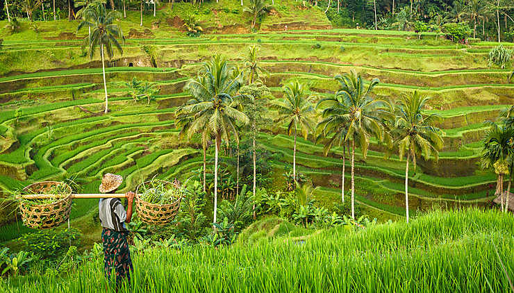 n° 10 : Ubud et les rizières de Jatiluwih (Bali, Indonésie)