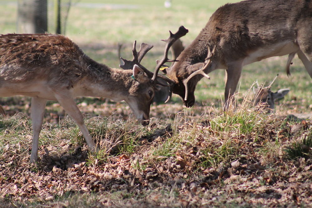 Phoenix Park