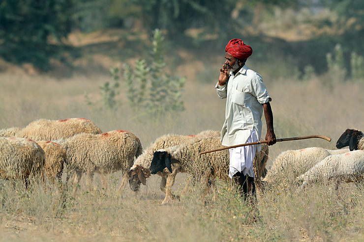 Berger au Rajasthan
