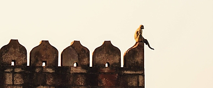 Un singe sur la forteresse