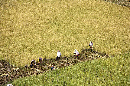 Récolte du riz