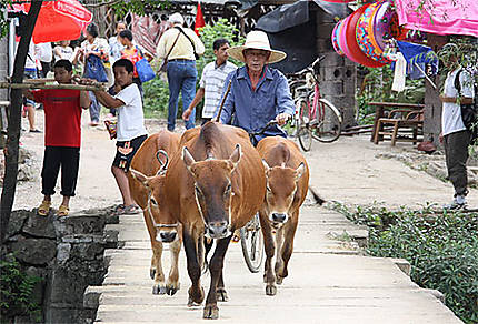 Les vaches de Yangshuo