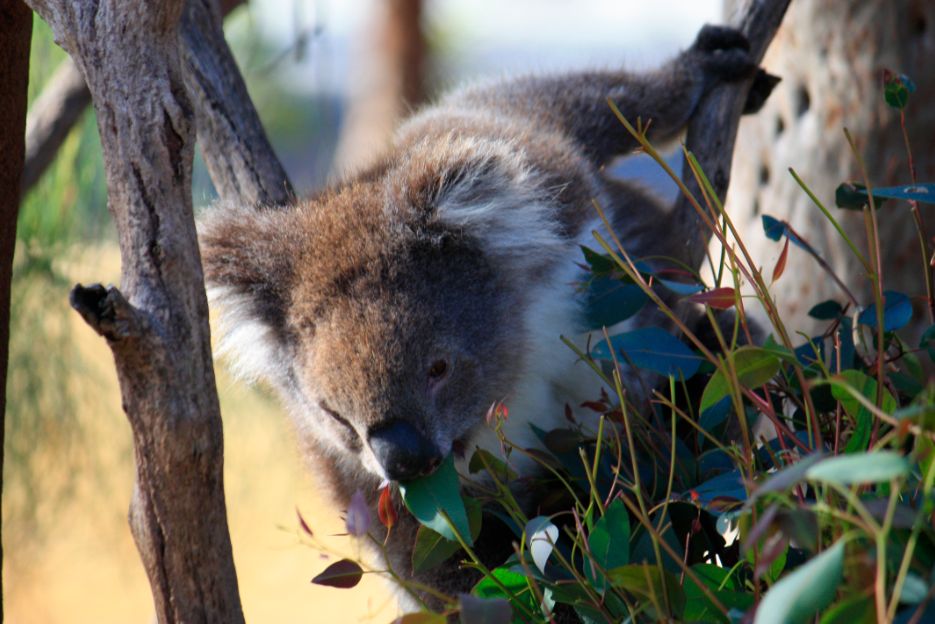 Koala - Yanchep National Park Koala - Yanchep National Park