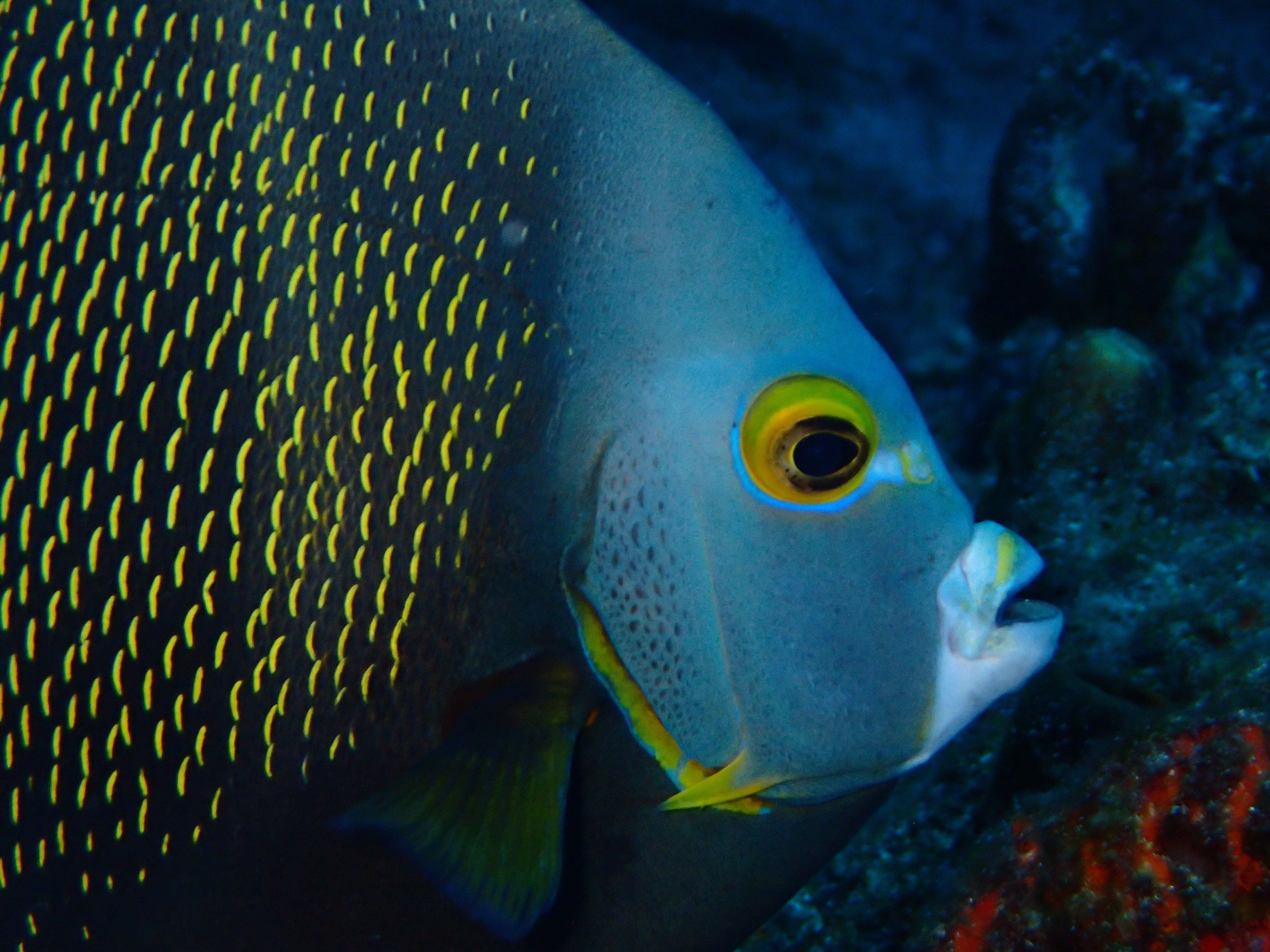 Poisson-ange Poisson-ange