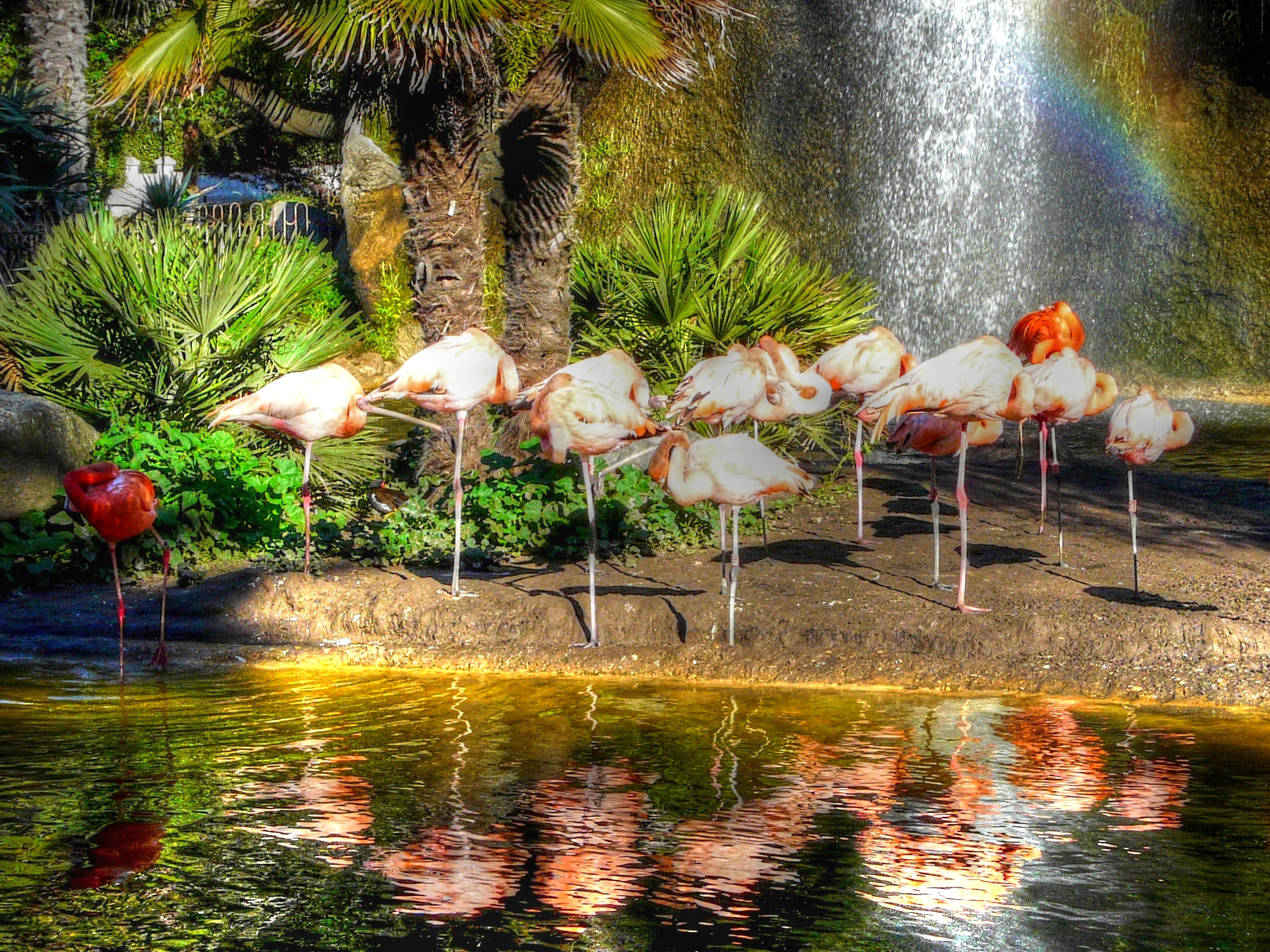 Flamants roses Flamants roses