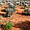 Végétation et terre rouge du outback australien