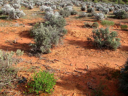 Végétation et terre rouge du outback australien