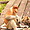 Nasique mâle et macaque voleur