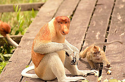 Nasique mâle et macaque voleur